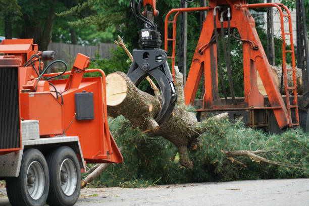 Best Arborist Consultation Services  in Aspinwall, PA